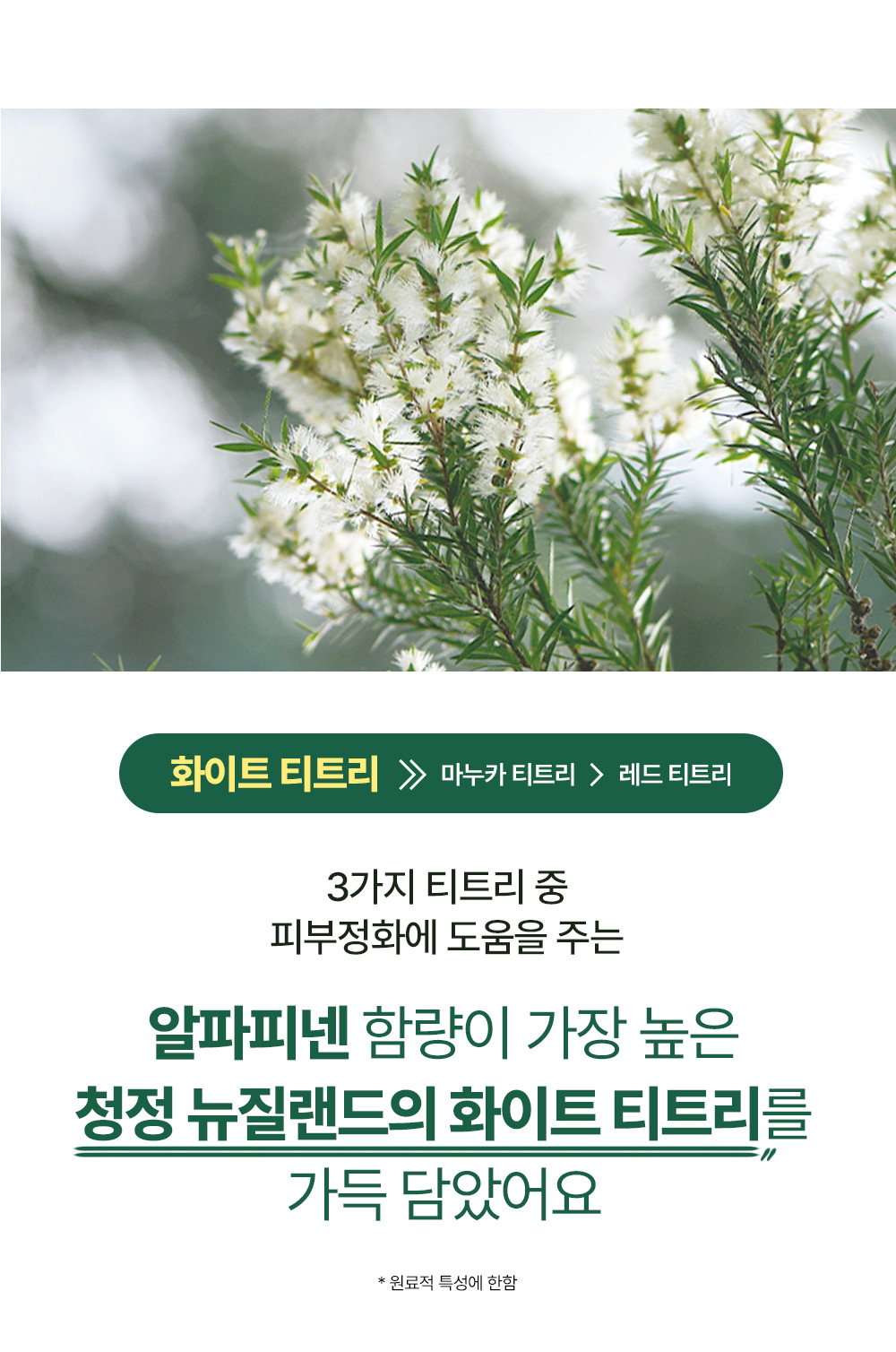 Packed with the highest alpha-pinene content among three types of tea tree - White Tea Tree from clean New Zealand, which helps purify the skin