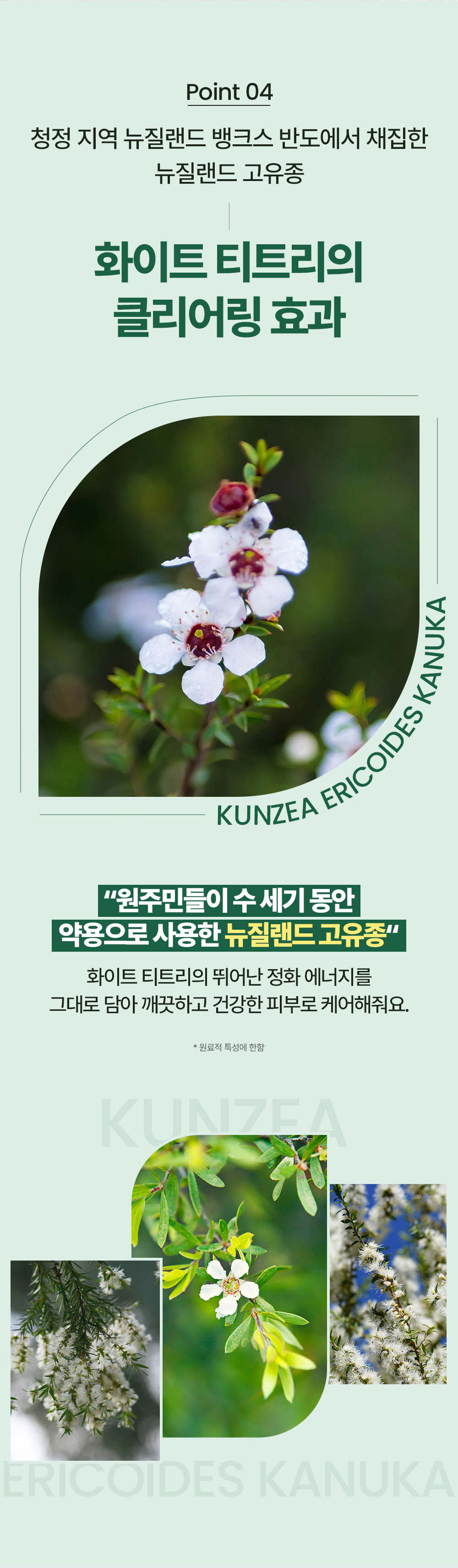 Point 04 Clearing effect of New Zealand native White Tea Tree collected from the clean Banks Peninsula. It contains the excellent purifying energy of White Tea Tree, caring for clean and healthy skin.