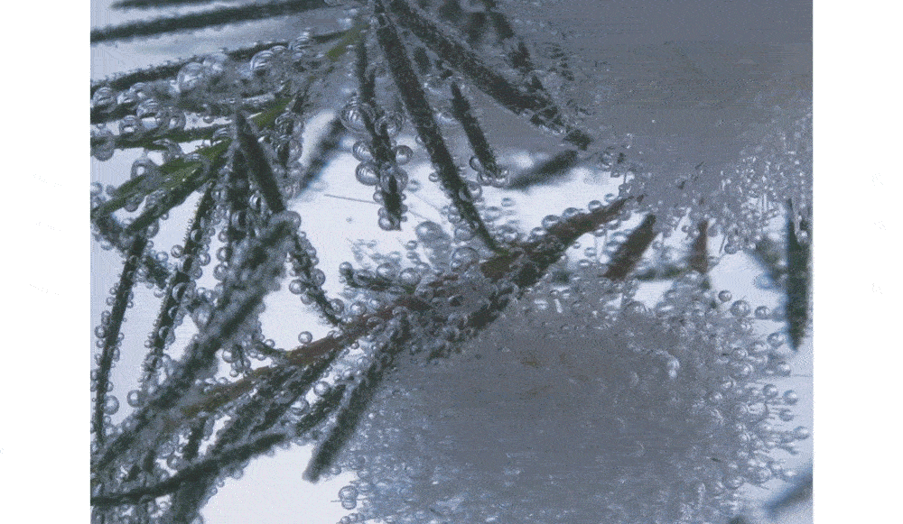 Video showing the extraction of White Tea Tree using the Air Brewing 100 method