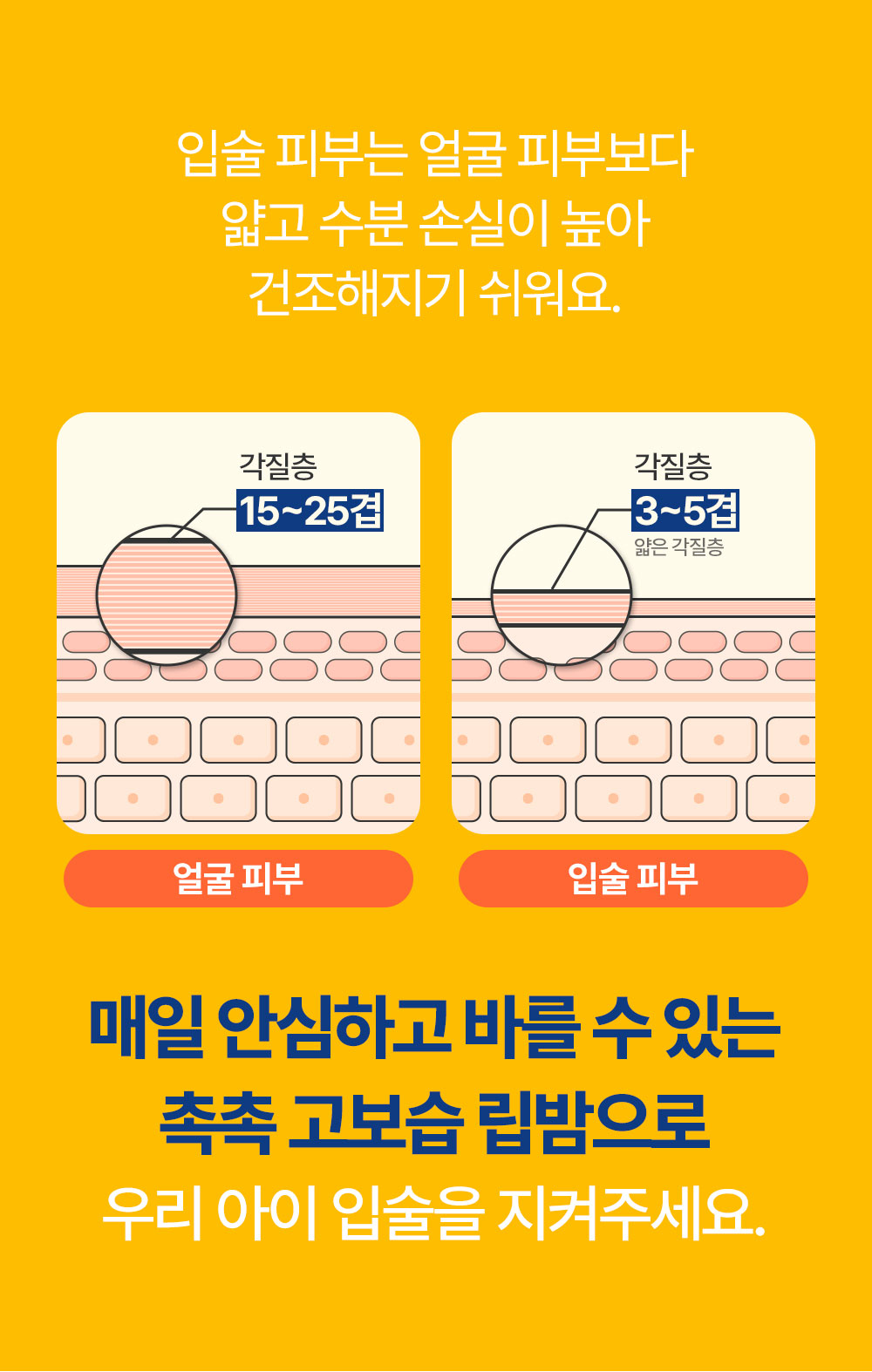입술 피부는 얼굴 피부보다 얇고 수분 손실이 높아 건조해지기 쉬워요. 얼굴 피부 각질층 15~25겹 / 입술 피부 각질층 3~5겹