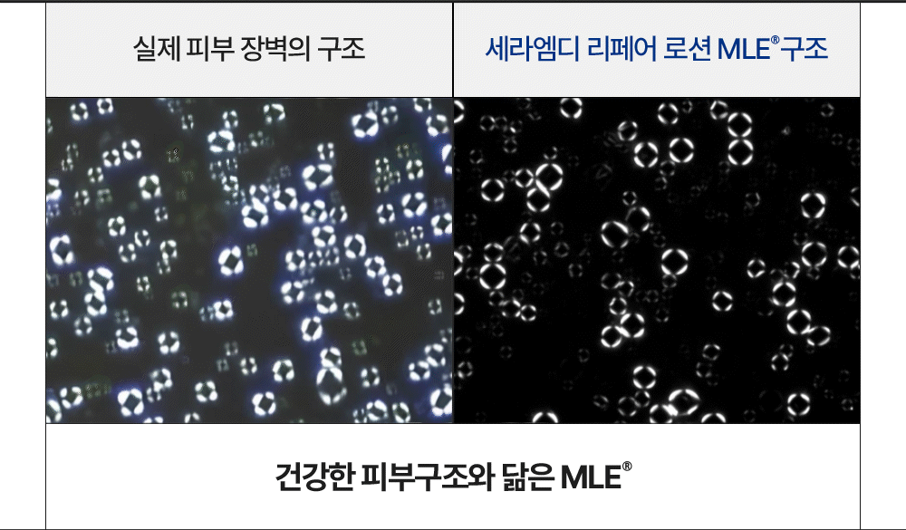 실제 피부 장벽의 구조와 세라엠디 리페어 로션 MLE® 구조 비교 gif 이미지 건강한 피부구조와 닮은 MLE®