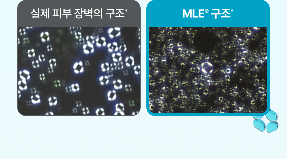 실제 피부 장벽의 구조* MLE® 구조* 이미지